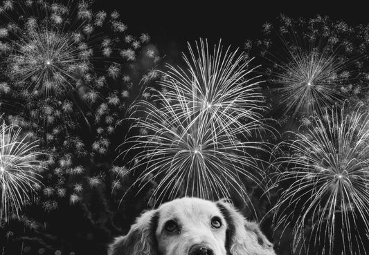 Keeping Your Canine Calm and Safe During 4th of July Fireworks